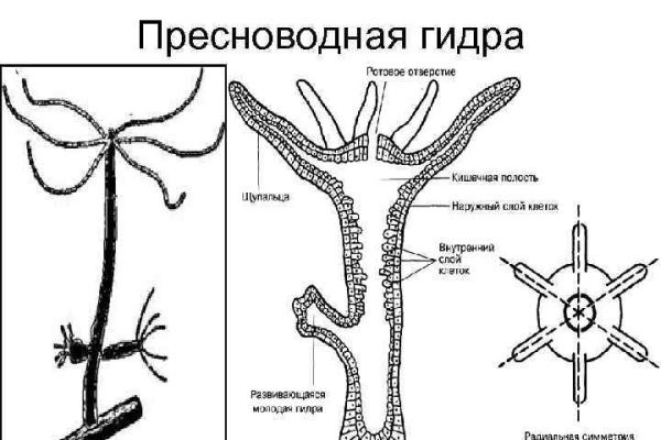 Кракен 9ат