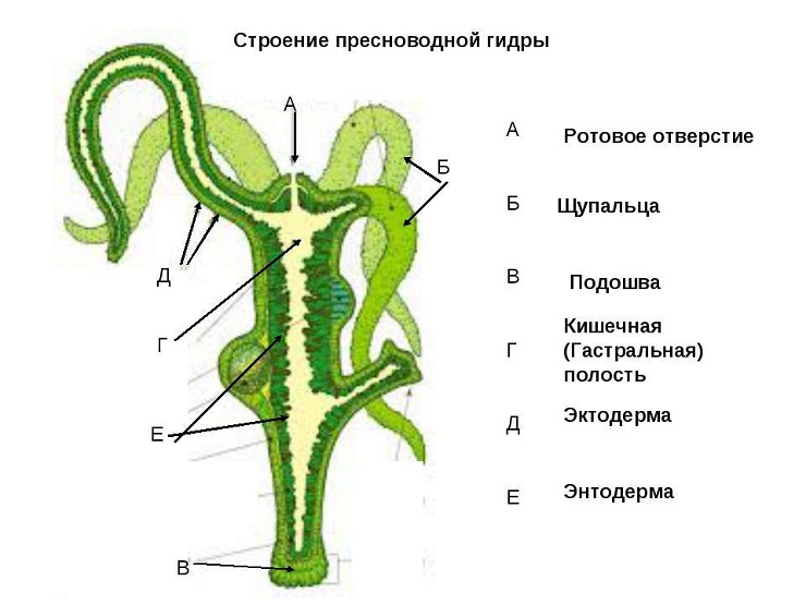 Скрытый интернет как войти