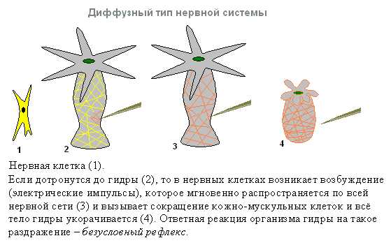 Настоящий сайт kraken